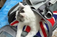 公猫绝育后几天恢复