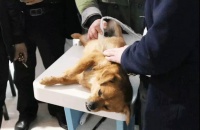 犬（狗）妊娠期b超机检查及应用