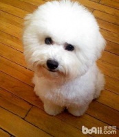 怀孕比熊犬吃雪糕安全吗？