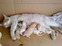 宠物怀孕打针须知