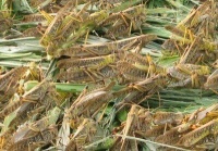 [东亚飞蝗批发]蚂蚱 喂鸟 喂蜂 宠物饲料 东亚飞蝗价格50元/斤