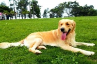 雅宠：阳春三月，狗狗春季护理攻略；铲屎官达人給大家分享“育儿经”