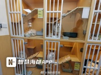 二三十元与两百元的喂猫服务差在哪？宠物托管的专业壁垒正在如何重塑行业生态？