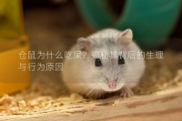 仓鼠为什么吃屎？揭秘其背后的生理与行为原因