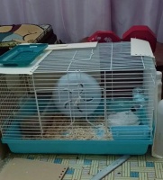 仓鼠为什么喜欢爬跑步机（探究仓鼠在爬跑步机上的行为和习性）