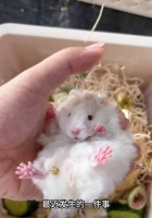 如何判断公仓鼠的发情期？