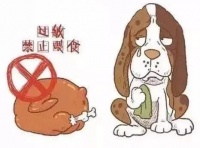 狗过敏源检测多少钱（宠物过敏症状及治疗方法）