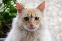 告别猫毛过敏，拥抱毛茸茸! 宠物空气净化器，猫奴的救星~