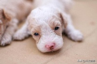 f幼犬1-3个月喂养全解析：分阶段饮食指南+健康管理要点