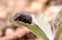 金龟子饲养全攻略，一篇文章助你轻松上手！