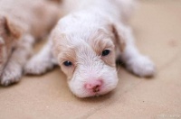 机幼犬1-3个月喂养全解析：分阶段饮食指南