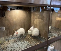 猫咪狗儿“别墅”抢破头，兔子仓鼠住进“恒温房”！大连寄养宠物被宠上天了