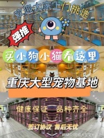 重庆宠物猫狗在哪里买靠谱?这里安全可靠能挑选心仪的宠物