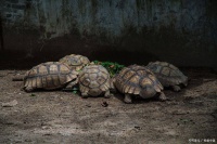 新手养龟不踩坑！这5种“懒人友好型”龟，好养又治愈