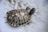 别乱让乌龟冬眠！不是所有龟都要睡，搞错会冻僵死亡