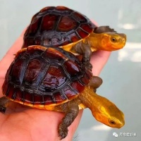 黄缘龟号称“推土机”，喜欢钻土里真的不用管？