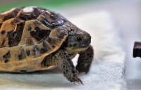 如何帮助乌龟长寿