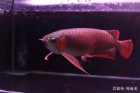 太原市万柏林区花鸟鱼市悠游水族（太原市万柏林区花鸟鱼虫市场）