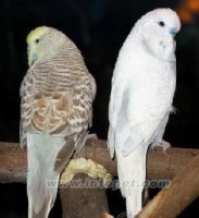 虎皮鹦鹉的人工繁殖 >> 走进观鸟网