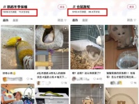 为仓鼠做窝、给鹦鹉做浴室，温州程序员挖掘小宠用品，年赚近亿元