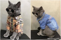 新婚宠物猫怎么装饰