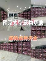 南京买柯基犬哪里有实体店？南京这里是优质选柯基犬地，宠物界的天堂！