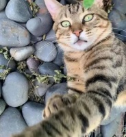 网上一男子哭诉被狸花猫弃养7年，每天半夜还会回家“揍他”一顿，然后再消失，网友：没责任心的猫不准养人