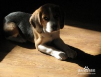 宠物狗减肥餐怎么吃最好