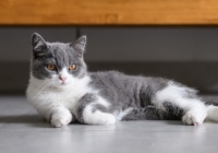 2025宠物空气净化器选哪个牌子好？4个商家不会告诉你的选购内幕！