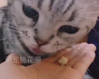猫咪狗狗辅食零食 宠物黄金鸡胸块