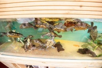 养龟必懂：水陆两栖环境才是乌龟的“快乐老家”