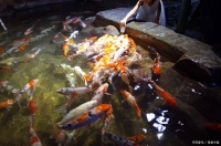 鱼生病别慌！常见鱼病治疗+预防指南，新手也能懂