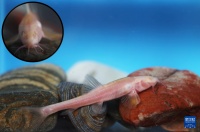 贵州乌江上游发现洞穴鱼类新物种“纳雍盲高原鳅”