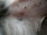 狗狗刀头过敏怎么处理？这可是宠物界的“高能闪光点”！