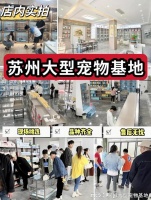 苏州哪里正规犬舍猫舍基地?包你安心能当面挑选自己心仪的宠物