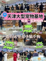 天津买猫咪应该去哪里?这里买宠物放心还能去实体店挑选宠物