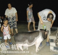 宠物猪爱拱人，好奇天性使然