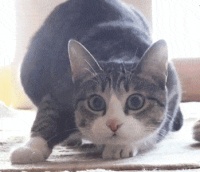 猫咪寄养在宠物店，对方打电话要赔偿，看到照片后，赶紧转账