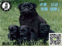 哈巴狗品种及养护要点