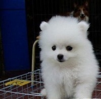 博美银狐犬价格解析：行情与养护要点