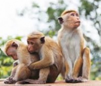 如何收养一只猴子