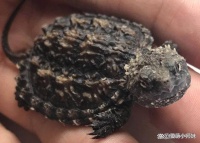 佛鳄龟爆刺养成全攻略：从入门到精通，一篇文章就够了！