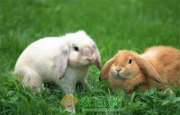 宠物兔托管时死亡 主人索赔20万