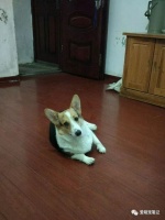 小柯基狗粮购买指南：宠物主必备！