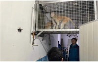 提升动物福利一直在路上 上海动物园灵长二区猴邻居“换房”