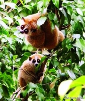 每日一动物：倭蜂猴「wō fēng hóu」