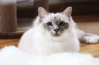 猫咪住所消毒：清洁杀菌，呵护宠物健康。