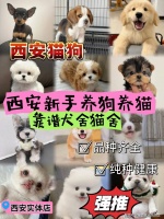 西安买银渐层猫去哪里买比较好？西安这里是选购银渐层猫的更好去处