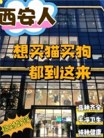 西安买博美犬哪里有实体店？西安这里是优质选博美犬地，宠物界的天堂！