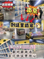 南京哪里有正规宠物基地?这里专业安全可亲自挑选宠物